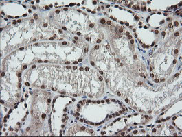LMO2 Antibody - IHC of paraffin-embedded Human Kidney tissue using anti-LMO2 mouse monoclonal antibody.
