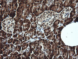LMO2 Antibody - IHC of paraffin-embedded Human pancreas tissue using anti-LMO2 mouse monoclonal antibody.