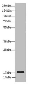 LMO2 Antibody - Western blot All Lanes: LMO2 antibody at 8 ug/ml+ Mouse spleen tissue Secondary Goat polyclonal to rabbit IgG at 1/10000 dilution Predicted band size: 19,26,6 kDa Observed band size: 18 kDa