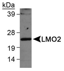 LMO2 Antibody - Detection of LMO2 in Ramos whole cell lysate.  This image was taken for the unconjugated form of this product. Other forms have not been tested.