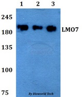 LMO7 Antibody - Western blot of LMO7 antibody at 1:500 dilution. Lane 1: HEK293T whole cell lysate. Lane 2: Raw264.7 whole cell lysate. Lane 3: PC12 whole cell lysate.