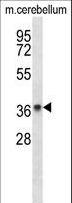 LMPB1 / PAQR8 Antibody - PAQR8 Antibody western blot of mouse cerebellum tissue lysates (35 ug/lane). The PAQR8 antibody detected the PAQR8 protein (arrow).