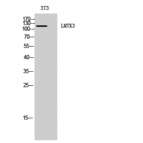 LMTK3 Antibody - Western blot of LMTK3 antibody