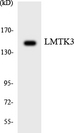 LMTK3 Antibody - Western blot analysis of the lysates from HeLa cells using LMTK3 antibody.