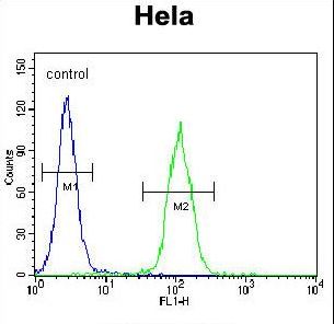 LMTK3 Antibody - LMTK3 Antibody flow cytometry of HeLa cells (right histogram) compared to a negative control cell (left histogram). FITC-conjugated goat-anti-rabbit secondary antibodies were used for the analysis.