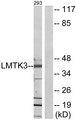 LMTK3 Antibody - Western blot analysis of extracts from 293 cells, using LMTK3 antibody.