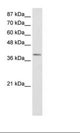 LMX1A Antibody - Jurkat Cell Lysate.  This image was taken for the unconjugated form of this product. Other forms have not been tested.