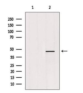 LMX1B Antibody - Western blot analysis of extracts of mouse brain tissue using LMX1B antibody. Lane 1 was treated with the blocking peptide.