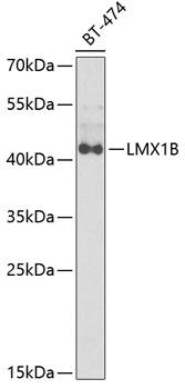 LMX1B Antibody - Western blot analysis of extracts of BT-474 cells using LMX1B Polyclonal Antibody at dilution of 1:1000.