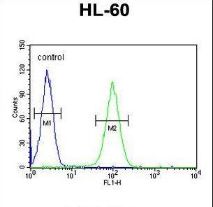 LNPEP Antibody - LNPEP Antibody flow cytometry of HL-60 cells (right histogram) compared to a negative control cell (left histogram). FITC-conjugated goat-anti-rabbit secondary antibodies were used for the analysis.
