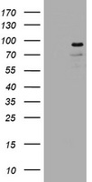 LNX1 / LNX Antibody - HEK293T cells were transfected with the pCMV6-ENTRY control (Left lane) or pCMV6-ENTRY LNX1 (Right lane) cDNA for 48 hrs and lysed. Equivalent amounts of cell lysates (5 ug per lane) were separated by SDS-PAGE and immunoblotted with anti-LNX1.