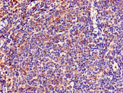 LNX1 / LNX Antibody - Immunohistochemistry of paraffin-embedded human lymph node tissue at dilution of 1:100