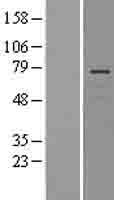 LNX1 / LNX Protein - Western validation with an anti-DDK antibody * L: Control HEK293 lysate R: Over-expression lysate
