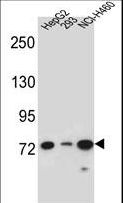 LNX2 Antibody - LNX2 Antibody western blot of HepG2,293,NCI-H460 cell line lysates (35 ug/lane). The LNX2 antibody detected the LNX2 protein (arrow).
