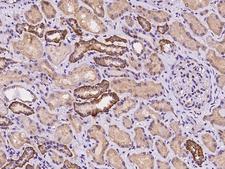 LNX2 Antibody - Immunochemical staining of human LNX2 in human kidney with rabbit polyclonal antibody at 1:500 dilution, formalin-fixed paraffin embedded sections.