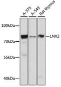 LNX2 Antibody - Western blot analysis of extracts of various cell lines using LNX2 Polyclonal Antibody at dilution of 1:1000.
