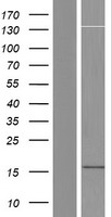 LOC100505841 Protein - Western validation with an anti-DDK antibody * L: Control HEK293 lysate R: Over-expression lysate