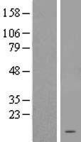 LOC283392 Protein - Western validation with an anti-DDK antibody * L: Control HEK293 lysate R: Over-expression lysate