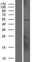 LOC653543 Protein - Western validation with an anti-DDK antibody * L: Control HEK293 lysate R: Over-expression lysate