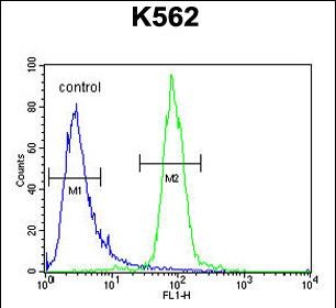 LOC729020 Antibody - hCG_2024410 Antibody (C-term) flow cytometric analysis of K562 cells (right histogram) compared to a negative control cell (left histogram).FITC-conjugated goat-anti-rabbit secondary antibodies were used for the analysis.