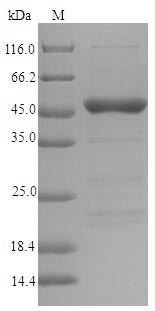 Major pollen allergen Lol p 5a Protein - (Tris-Glycine gel) Discontinuous SDS-PAGE (reduced) with 5% enrichment gel and 15% separation gel.