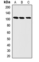 LONP1 / LON Antibody