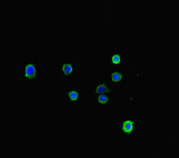 LONP1 / LON Antibody - Immunofluorescent analysis of HepG2 cells diluted at 1:100 and Alexa Fluor 488-congugated AffiniPure Goat Anti-Rabbit IgG(H+L)