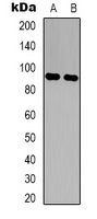 LONP2 / LONP Antibody - Western blot analysis of LONP2 expression in RT4 (A); K562 (B) whole cell lysates.