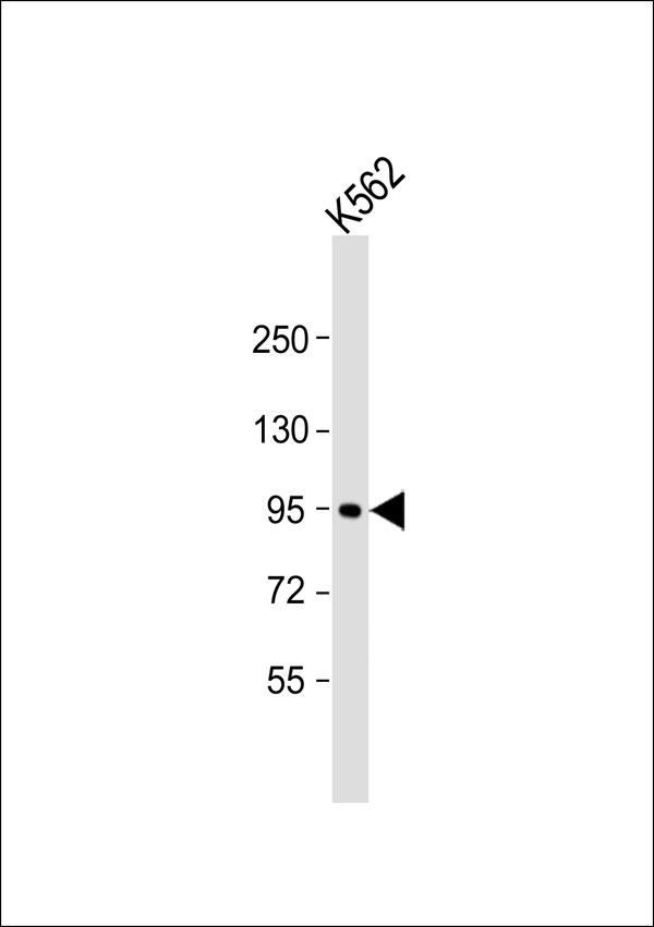 LONP2 / LONP Antibody - Anti-LONP2 Antibody at 1:1000 dilution + K562 whole cell lysate Lysates/proteins at 20 ug per lane. Secondary Goat Anti-Rabbit IgG, (H+L), Peroxidase conjugated at 1:10000 dilution. Predicted band size: 95 kDa. Blocking/Dilution buffer: 5% NFDM/TBST.