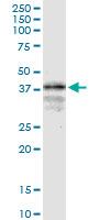 LONRF1 Antibody - LONRF1 monoclonal antibody (M02), clone 1D9. Western blot of LONRF1 expression in HepG2.