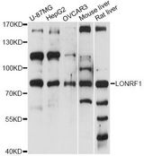LONRF1 Antibody - Western blot analysis of extracts of various cell lines, using LONRF1 antibody at 1:1000 dilution. The secondary antibody used was an HRP Goat Anti-Rabbit IgG (H+L) at 1:10000 dilution. Lysates were loaded 25ug per lane and 3% nonfat dry milk in TBST was used for blocking. An ECL Kit was used for detection and the exposure time was 1s.