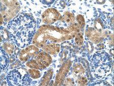 LONRF1 Antibody - LONRF1 antibody ARP43416_T100-NP_689484-LONRF1(LON peptidase N-terminal domain and ring finger 1) Antibody was used in IHC to stain formalin-fixed, paraffin-embedded human kidney.  This image was taken for the unconjugated form of this product. Other forms have not been tested.