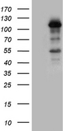 LONRF3 Antibody - HEK293T cells were transfected with the pCMV6-ENTRY control. (Left lane) or pCMV6-ENTRY LONRF3. (Right lane) cDNA for 48 hrs and lysed. Equivalent amounts of cell lysates. (5 ug per lane) were separated by SDS-PAGE and immunoblotted with anti-LONRF3. (1:500)