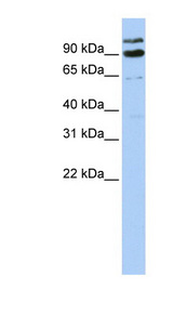 LONRF3 Antibody - LONRF3 antibody Western blot of 293T cell lysate. This image was taken for the unconjugated form of this product. Other forms have not been tested.