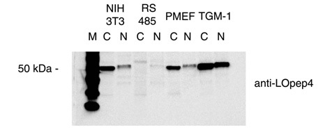 LOX / Lysyl Oxidase Antibody - LOpep4 Antibody - Western blot on cytoplasmic (c) and nuclear (n) extracts of NIH 3T3, ras-transformed (RS 485), PMEF and TGM-1 mouse fibroblast cells.  This image was taken for the unconjugated form of this product. Other forms have not been tested.