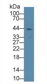 LOX / Lysyl Oxidase Antibody - Western Blot; Sample: Human SGC7901 cell lysate; Primary Ab: 3µg/ml Rabbit Anti-Human LOX Antibody Second Ab: 0.2µg/mL HRP-Linked Caprine Anti-Rabbit IgG Polyclonal Antibody