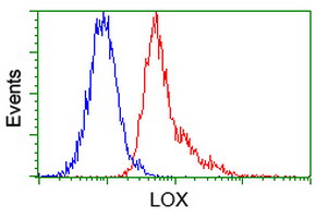 LOX / Lysyl Oxidase Antibody - Flow cytometry of Jurkat cells, using anti-LOX antibody, (Red) compared to a nonspecific negative control antibody (Blue).