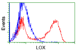 LOX / Lysyl Oxidase Antibody - HEK293T cells transfected with either overexpress plasmid (Red) or empty vector control plasmid (Blue) were immunostained by anti-LOX antibody, and then analyzed by flow cytometry.