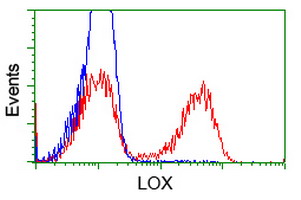 LOX / Lysyl Oxidase Antibody - HEK293T cells transfected with either pCMV6-ENTRY LOX (Red) or empty vector control plasmid (Blue) were immunostained with anti-LOX mouse monoclonal, and then analyzed by flow cytometry.