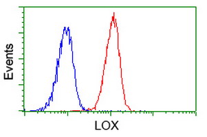 LOX / Lysyl Oxidase Antibody - Flow cytometry of Jurkat cells, using anti-LOX antibody, (Red) compared to a nonspecific negative control antibody (Blue).