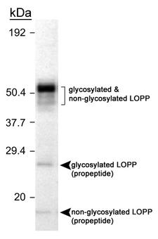 LOX / Lysyl Oxidase Antibody - Detection of LOPP in MC3T3-E1 cell lysate.  This image was taken for the unconjugated form of this product. Other forms have not been tested.