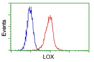 LOX / Lysyl Oxidase Antibody - Flow cytometry of HeLa cells, using anti-LOX antibody, (Red) compared to a nonspecific negative control antibody (Blue).