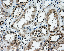 LOX / Lysyl Oxidase Antibody - Immunohistochemical staining of paraffin-embedded Kidney tissue using anti-LOX mouse monoclonal antibody. (Dilution 1:50).