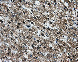 LOX / Lysyl Oxidase Antibody - Immunohistochemical staining of paraffin-embedded liver tissue using anti-LOX mouse monoclonal antibody. (Dilution 1:50).