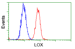 LOX / Lysyl Oxidase Antibody - Flow cytometric analysis of Hela cells, using anti-LOX antibody, (Red) compared to a nonspecific negative control antibody (Blue).