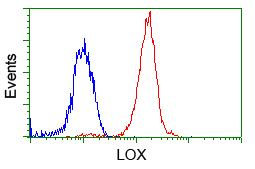 LOX / Lysyl Oxidase Antibody - Flow cytometric analysis of Jurkat cells, using anti-LOX antibody, (Red) compared to a nonspecific negative control antibody (Blue).