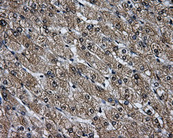 LOX / Lysyl Oxidase Antibody - IHC of paraffin-embedded liver tissue using anti-LOX mouse monoclonal antibody. (Dilution 1:50).