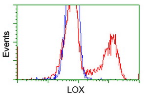 LOX / Lysyl Oxidase Antibody - HEK293T cells transfected with either pCMV6-ENTRY LOX (Red) or empty vector control plasmid (Blue) were immunostained with anti-LOX mouse monoclonal, and then analyzed by flow cytometry.