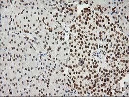 LOX / Lysyl Oxidase Antibody - IHC of paraffin-embedded Human pancreas tissue using anti-LOX mouse monoclonal antibody.