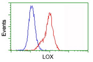 LOX / Lysyl Oxidase Antibody - Flow cytometry of HeLa cells, using anti-LOX antibody (Red), compared to a nonspecific negative control antibody (Blue).
